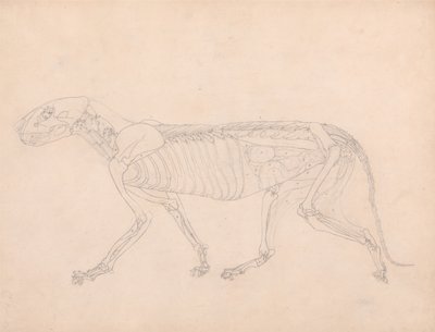 Een vergelijkende anatomische expositie van de structuur van het menselijk lichaam met die van een tijger en een koe door George Stubbs